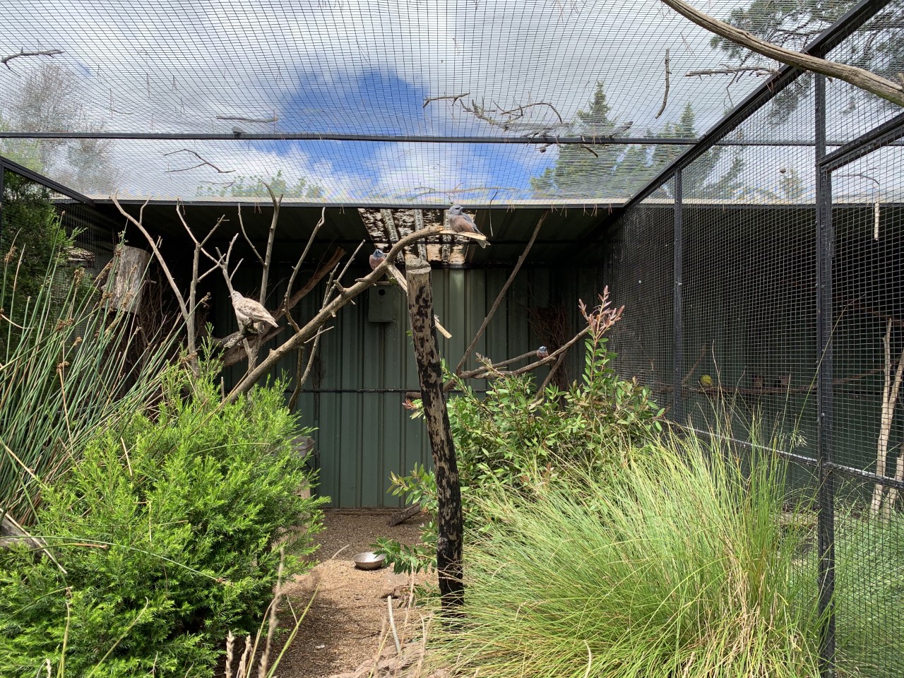 Australian Aviary
