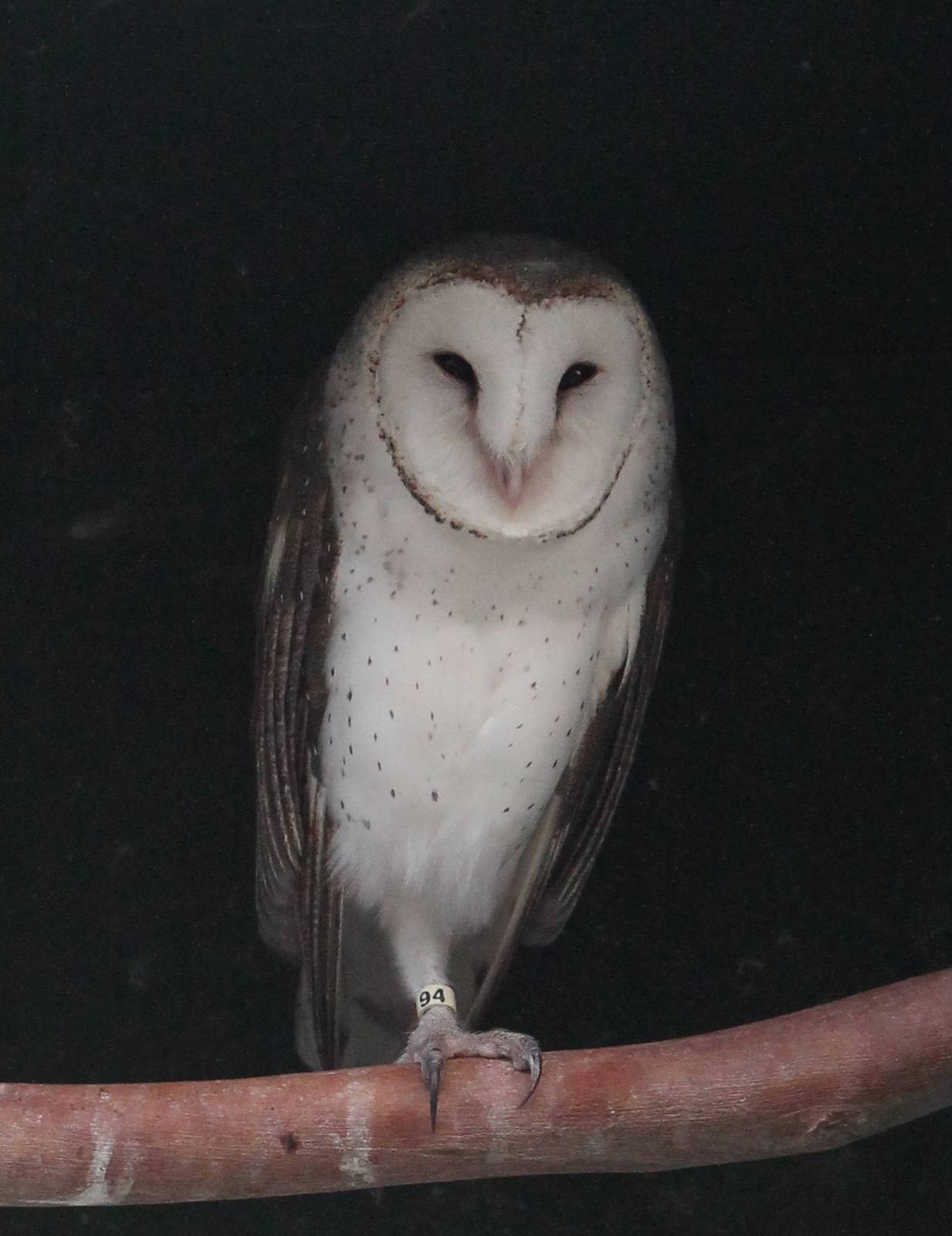 Australian barn owl (Tyto alba delicatula)
