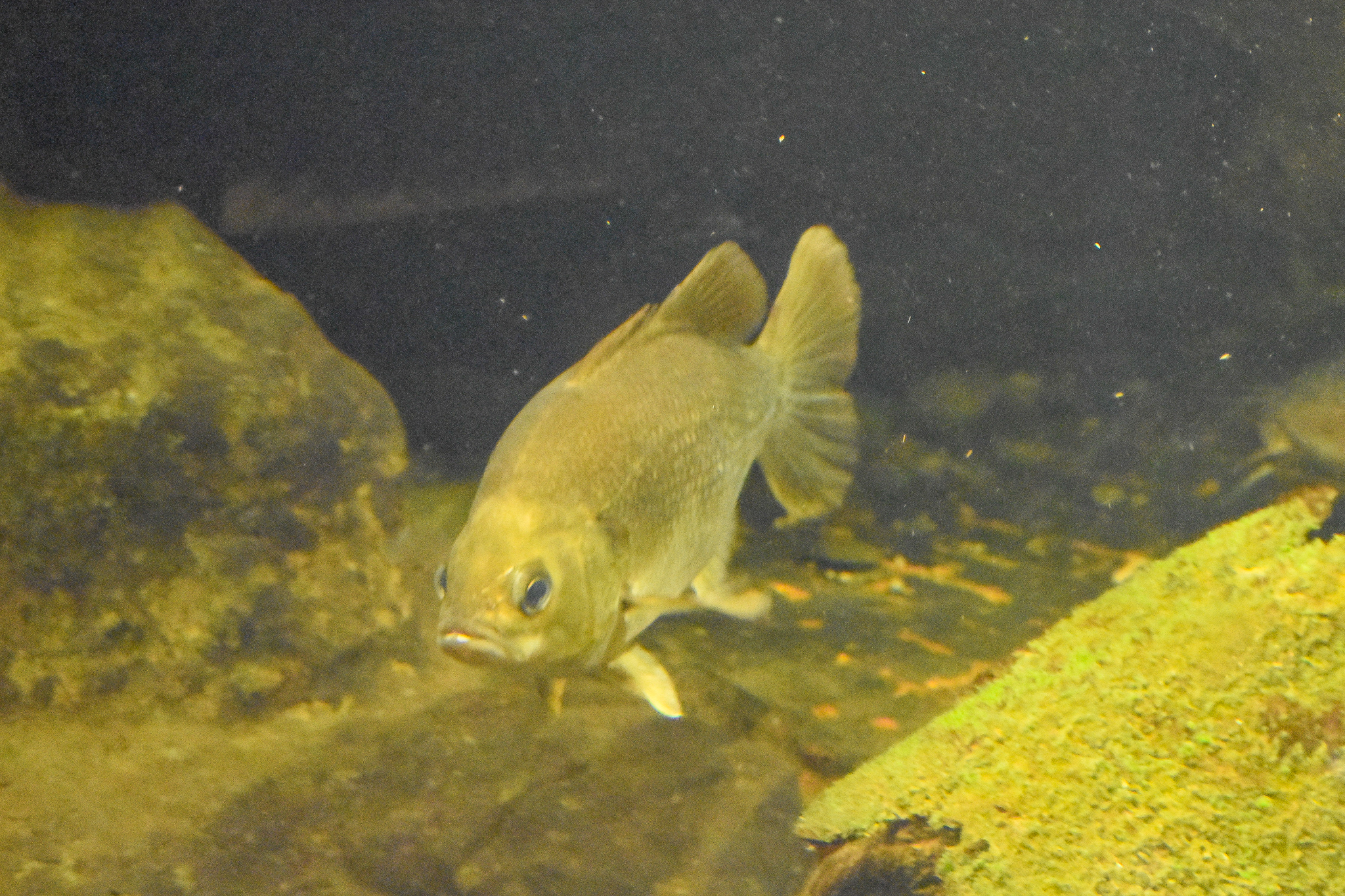 Australian Bass (Macquaria novemaculeata)