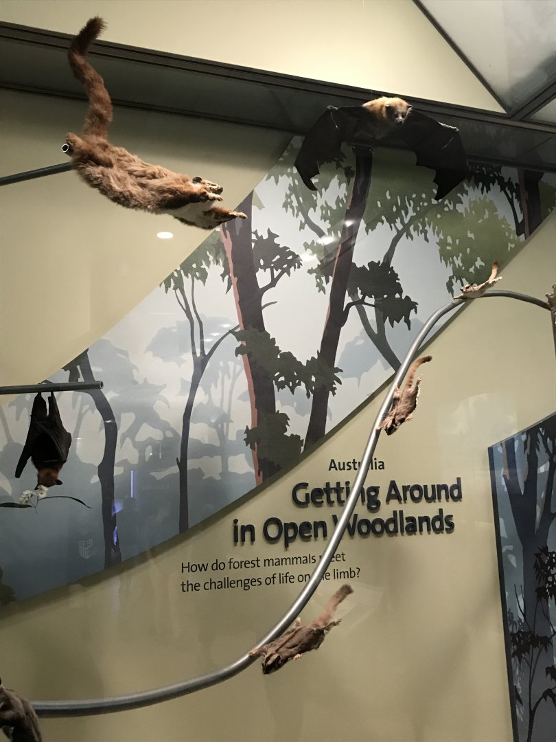 Australian Bats and Gliders