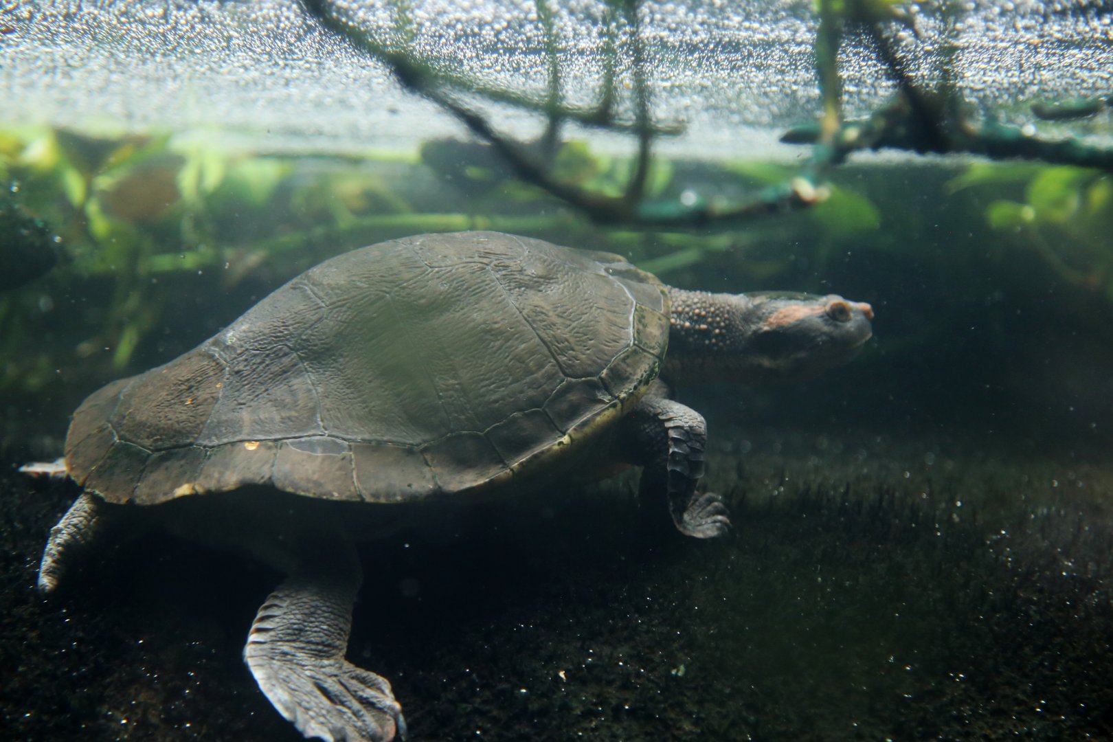 Australian Big-headed Side-necked Turtle (Emydura australis)
