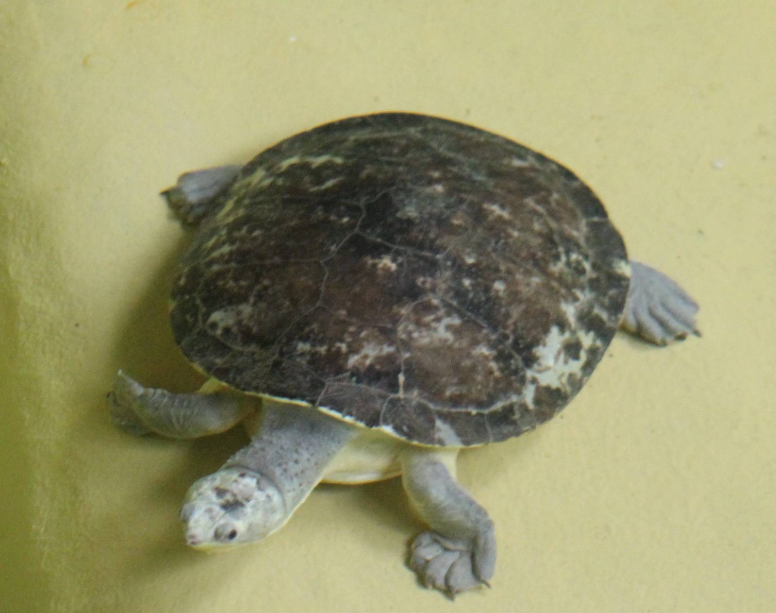 Australian big-headed turtle