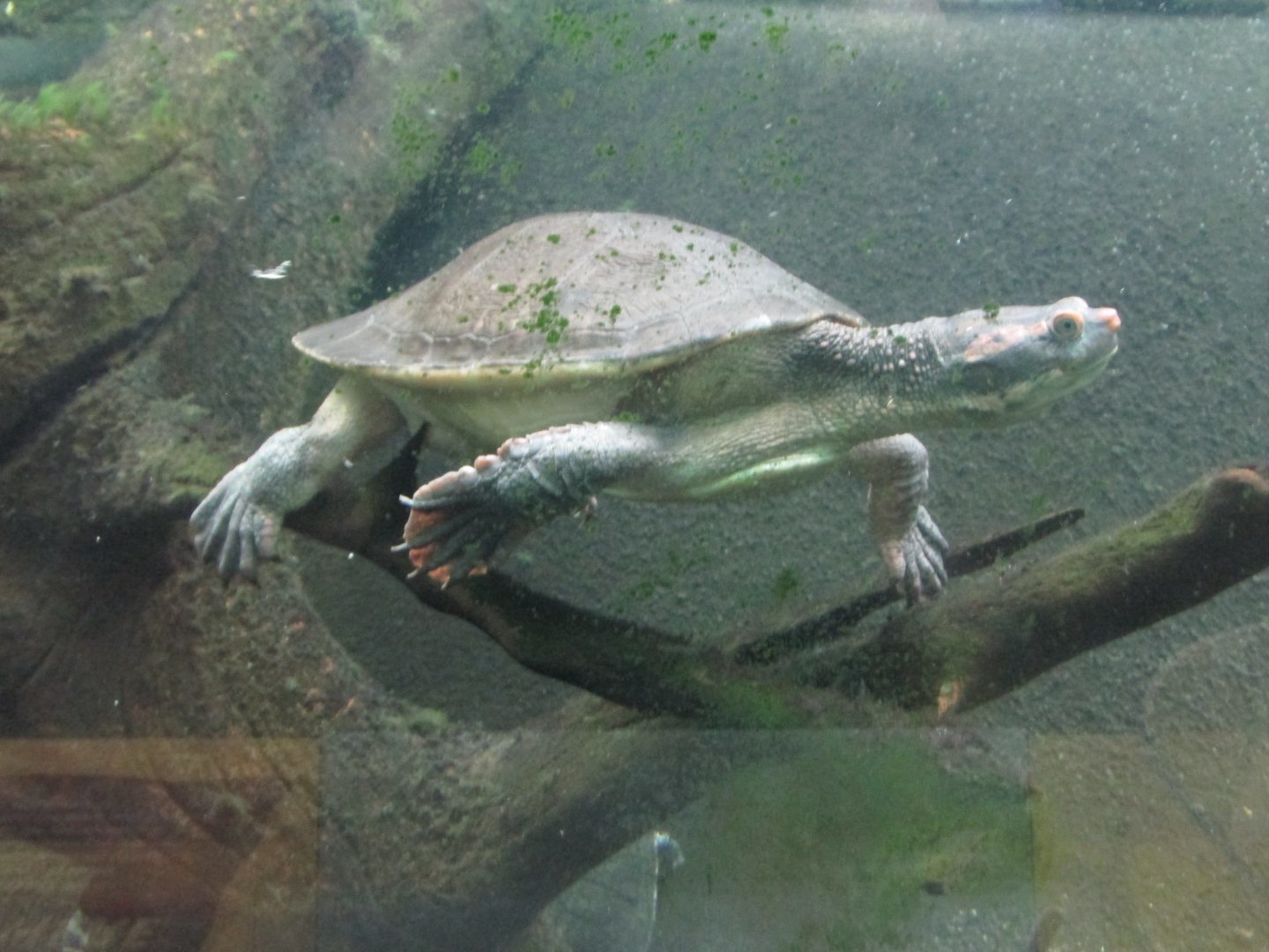 australian big headed turtle