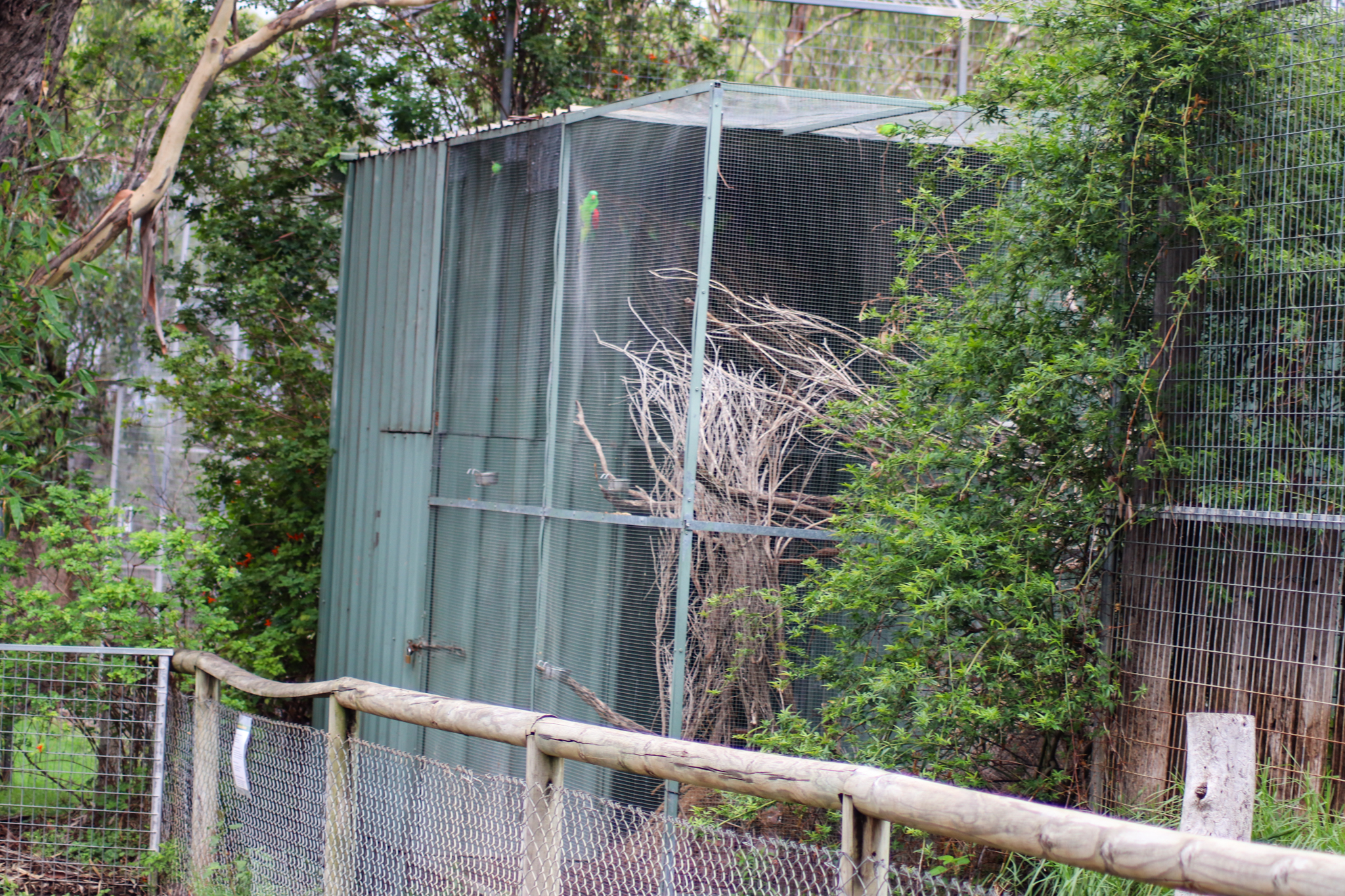 Australian Bird Aviary - February 2020