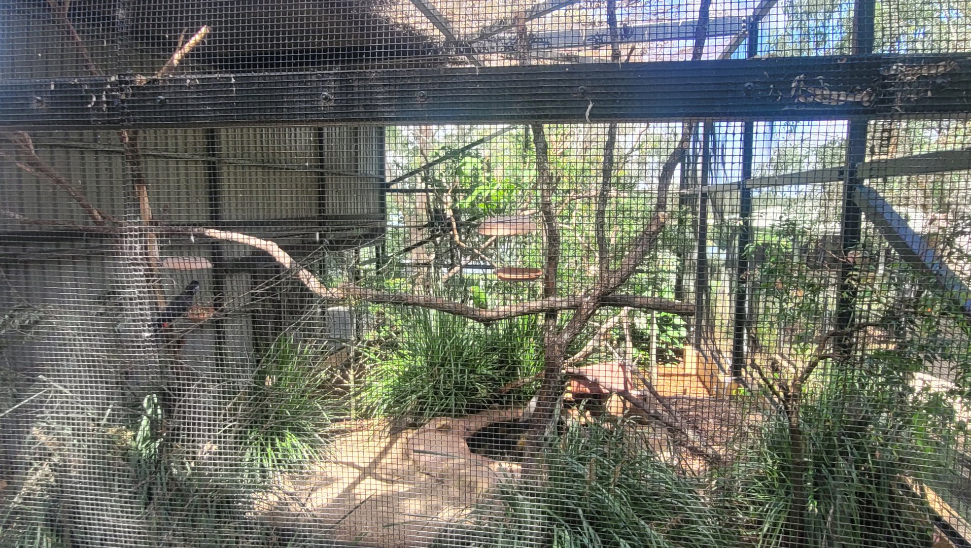 Australian birds aviary