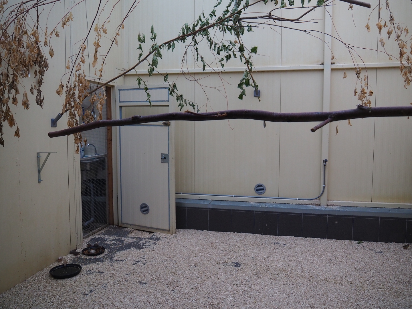 Australian birds indoor housing (Oct 13th, 2018)