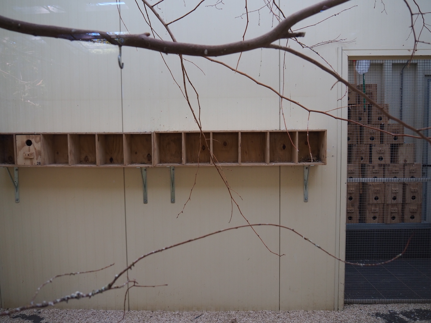 Australian birds indoor housing (Oct 13th, 2018)