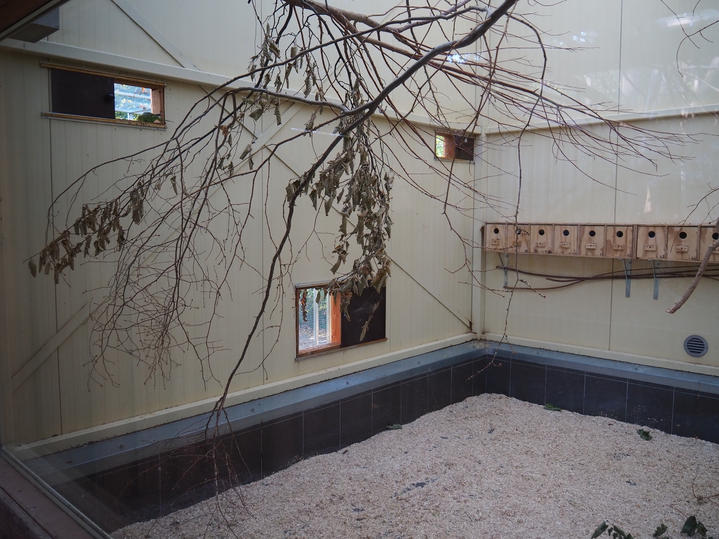 Australian birds indoor housing (Oct 13th, 2018)