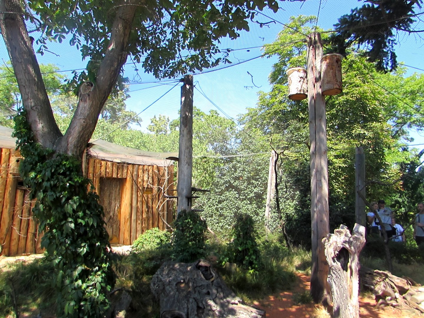 Australian Birds walktrough aviary - July/2017