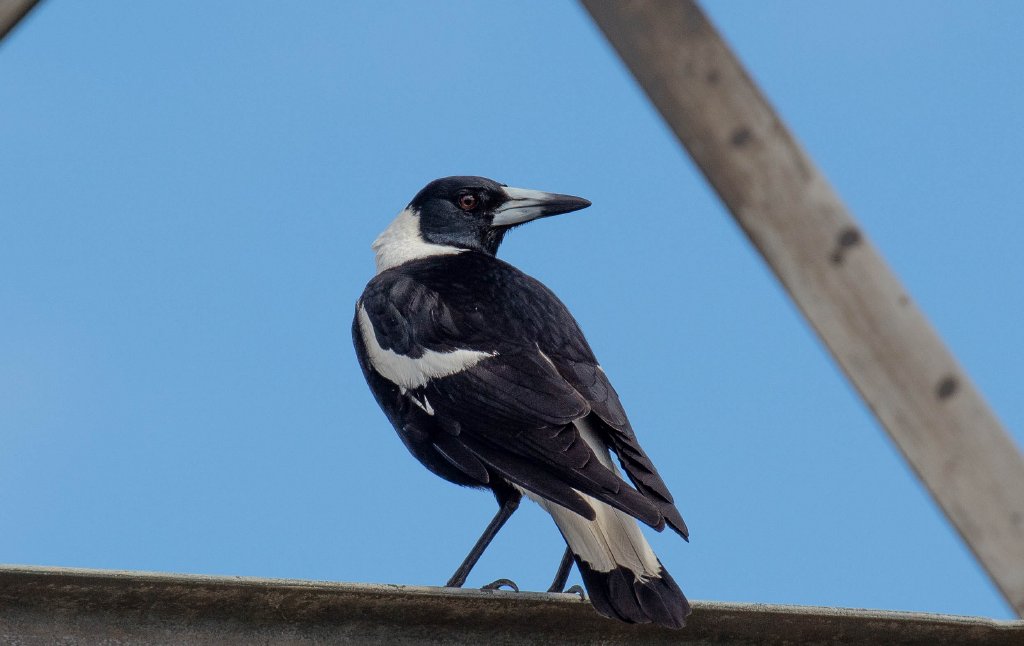 Australian Black-backed Magpie