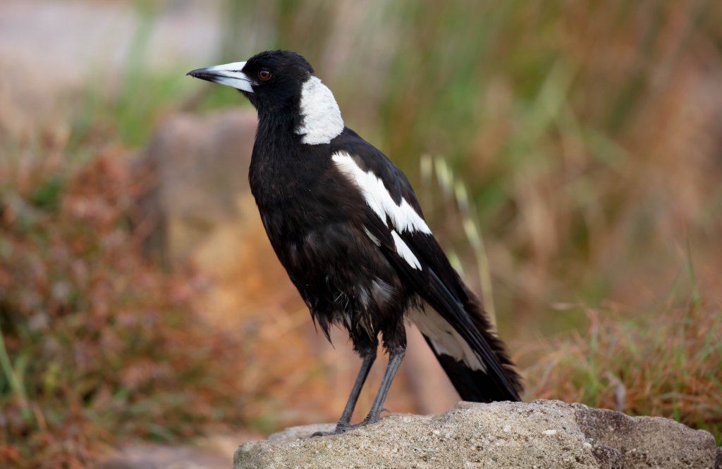 Australian Black-backed Magpie