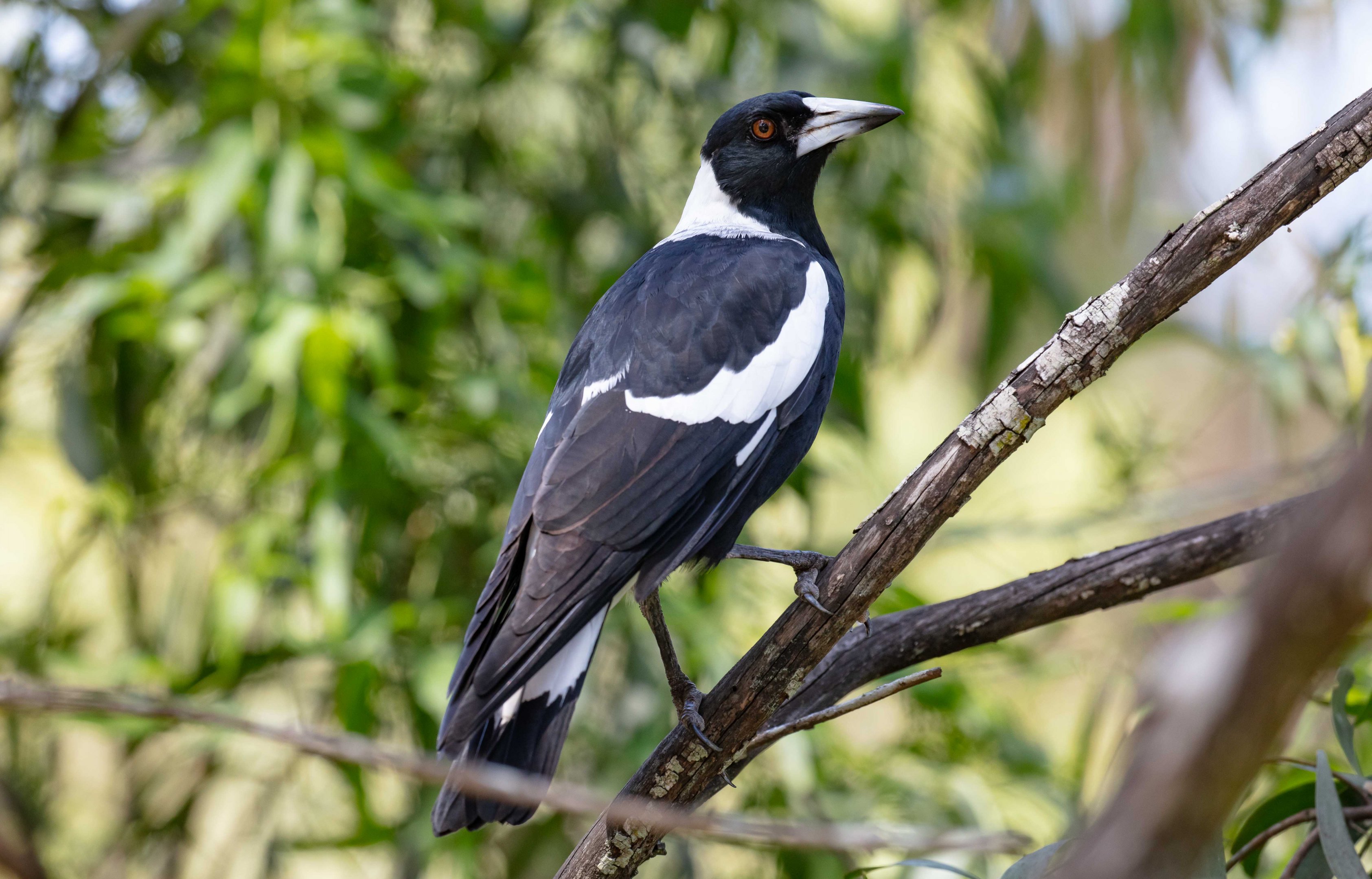 Australian Black-backed Magpie