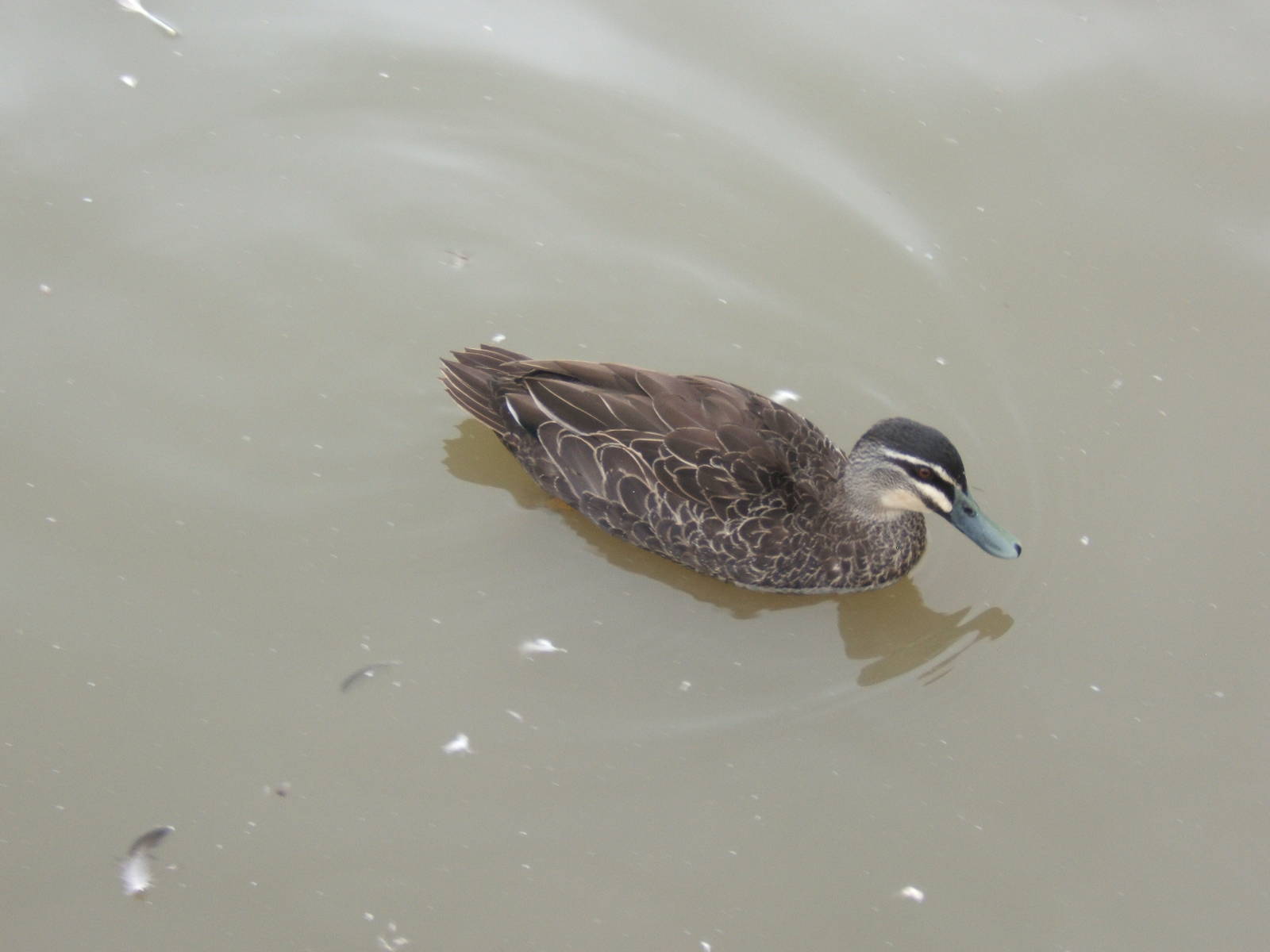 Australian Black Duck