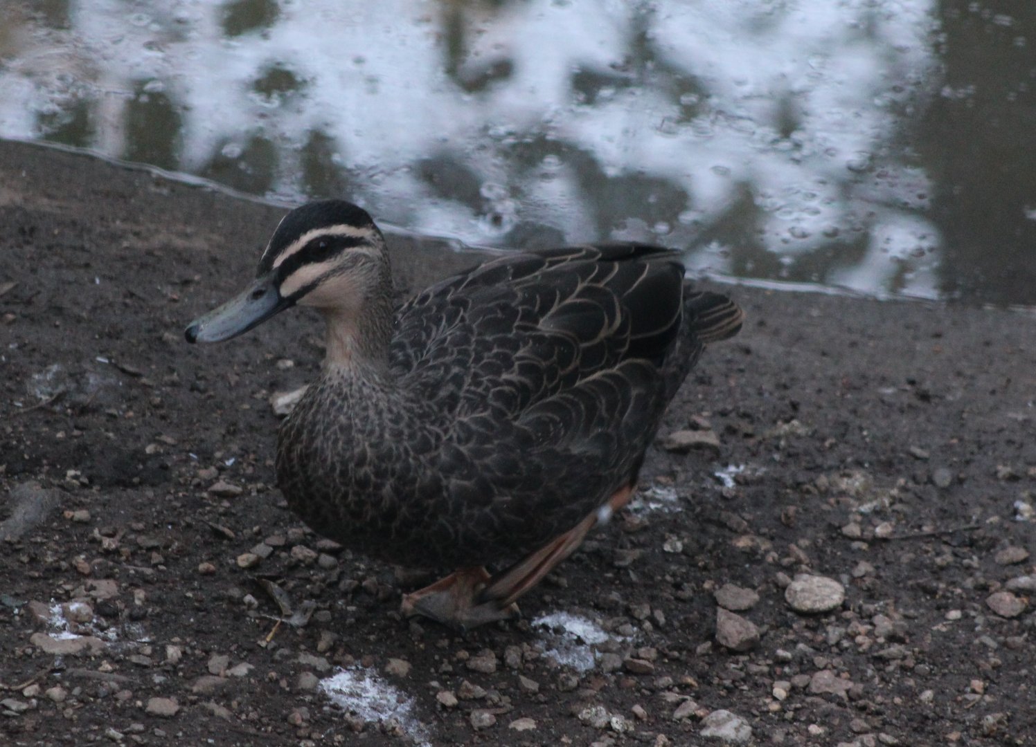 Australian black duck