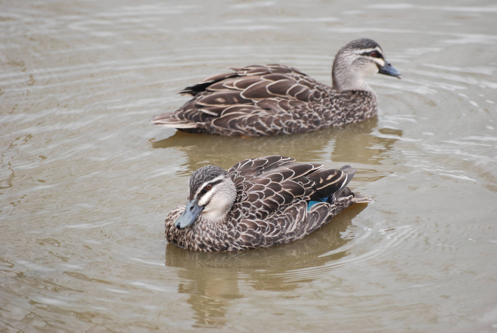 Australian Black Ducks at Blackbrook, 22/04/12