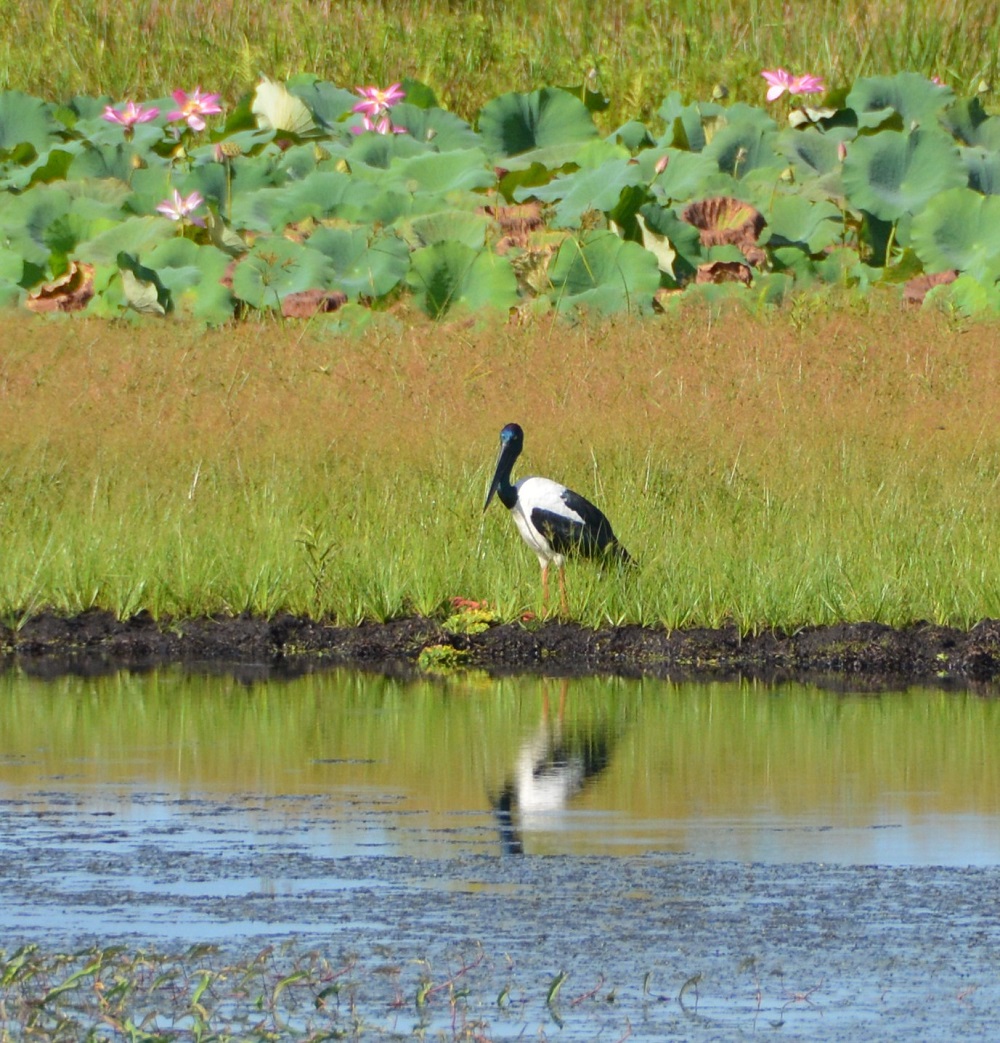 Australian black-necked stork
