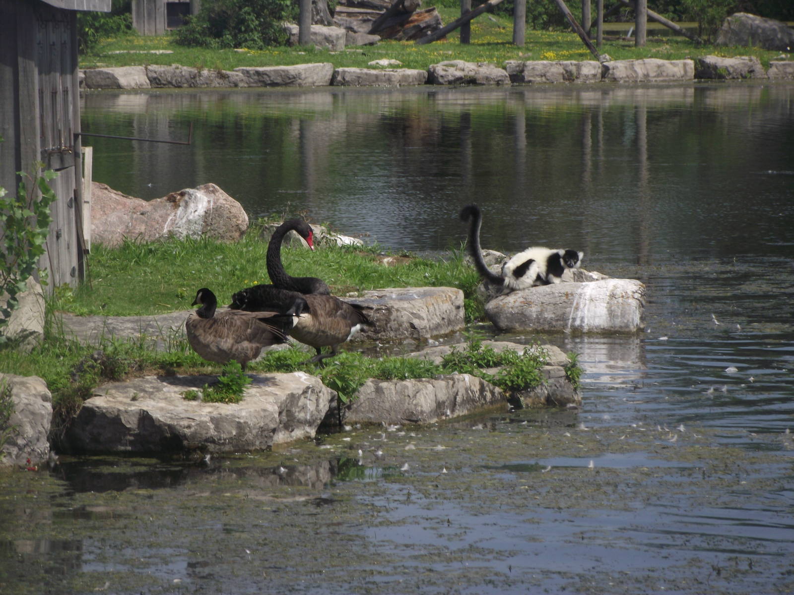 Australian Black Swan and Black and White Ruffed Lemur