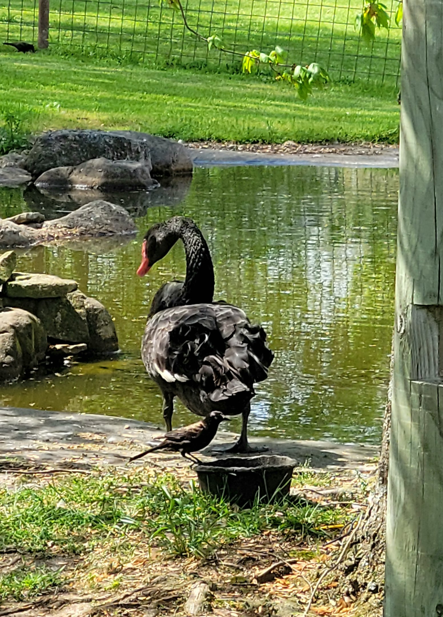 Australian Black Swan-Bright's Zoo-April 2025