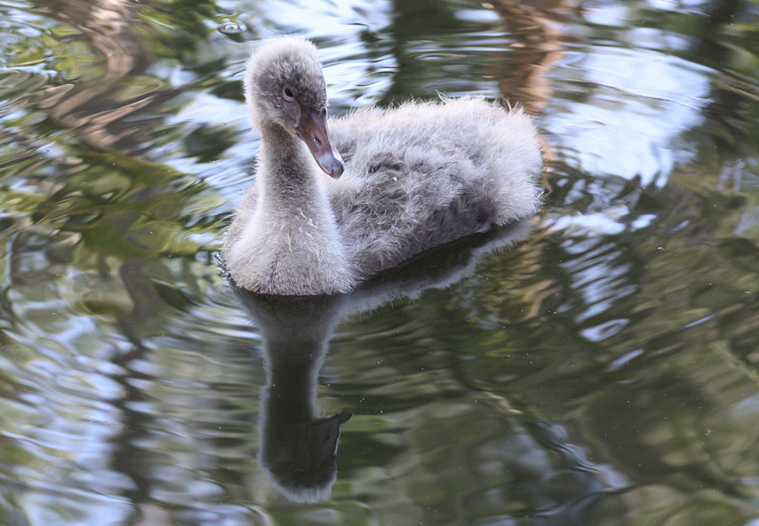 Australian Black Swan