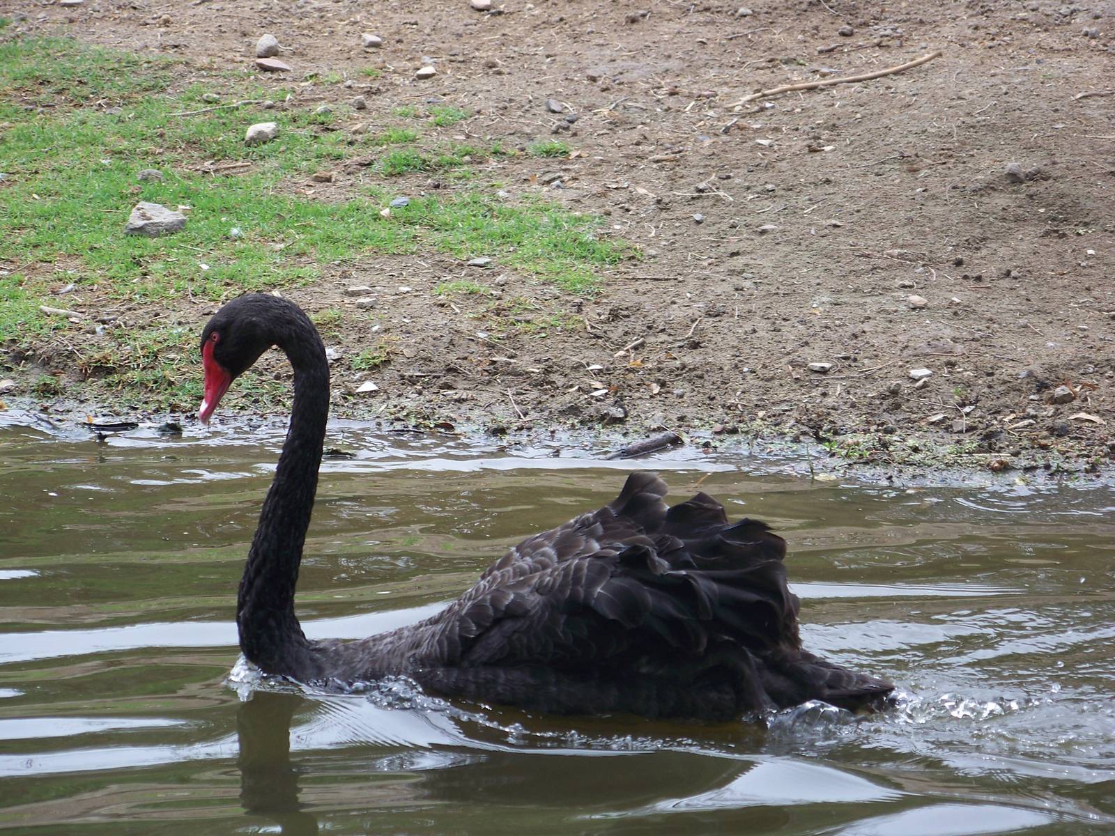 Australian Black Swan