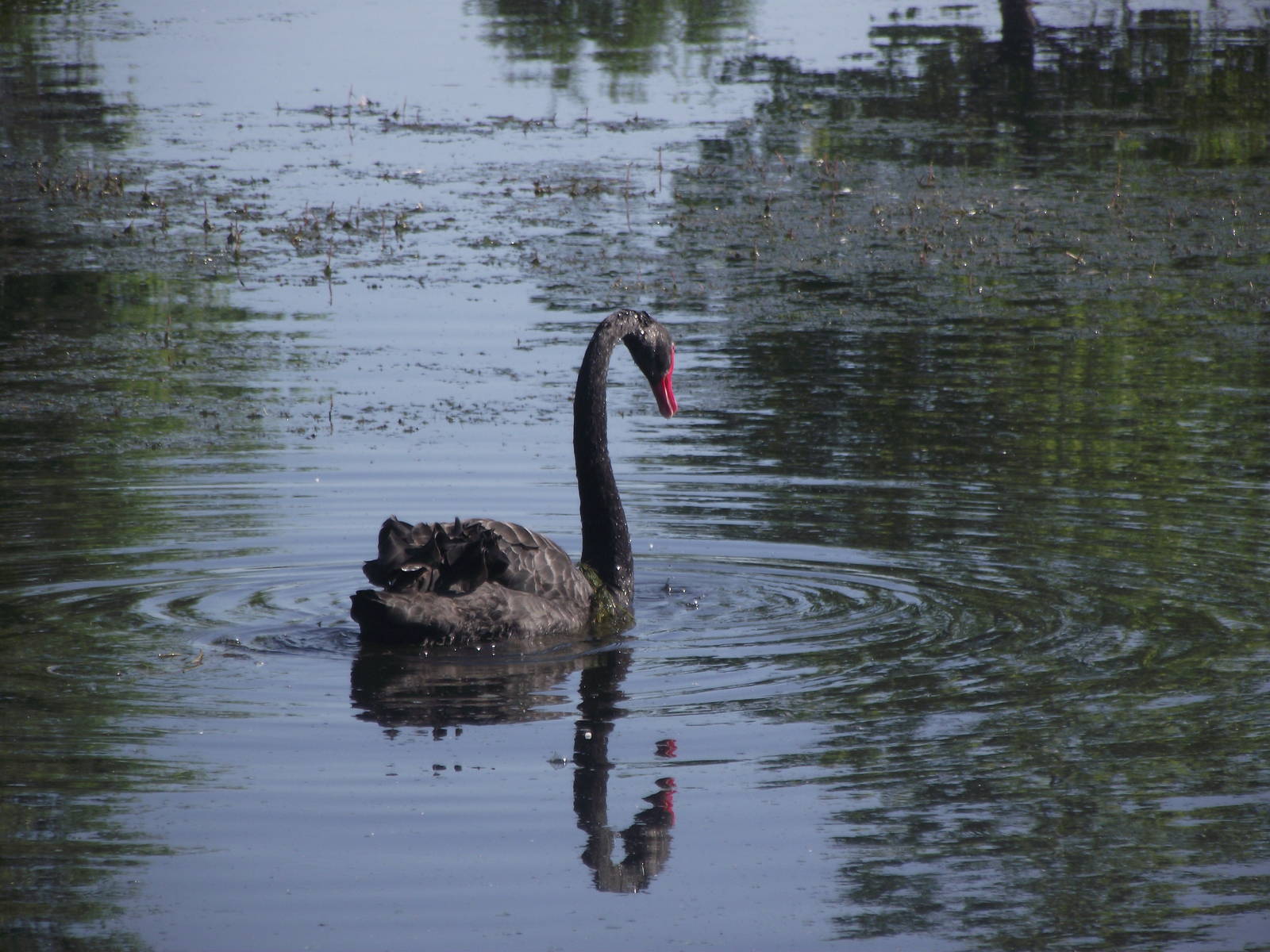Australian Black Swan