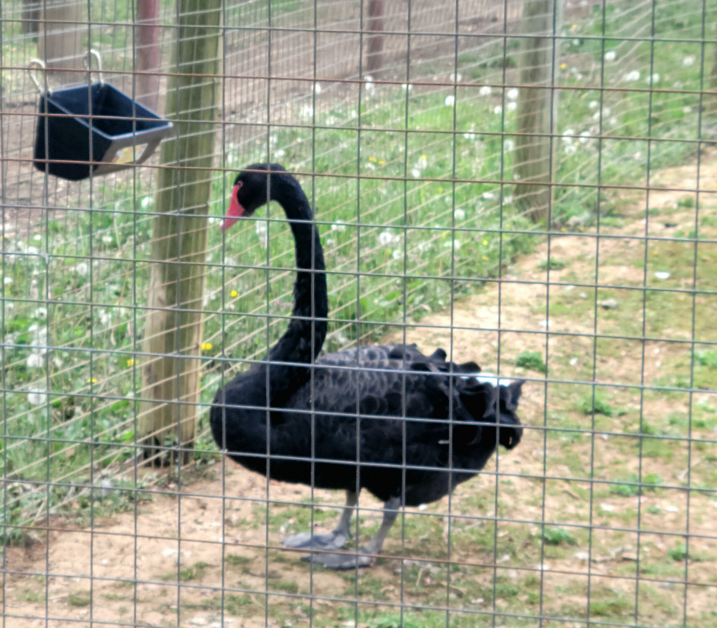 Australian Black Swan