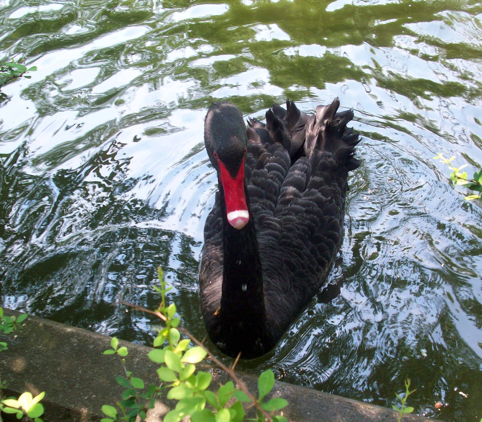 Australian Black Swan