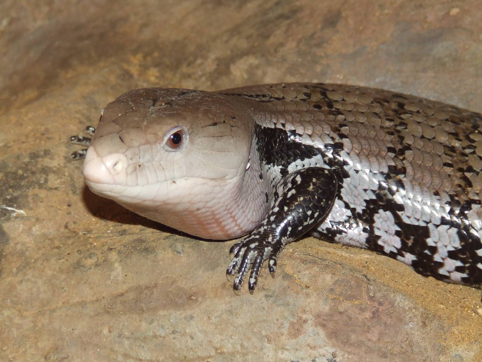 Australian blue-tongued skink @ Pécs Zoo & Aquarium/Terrarium, Hungary