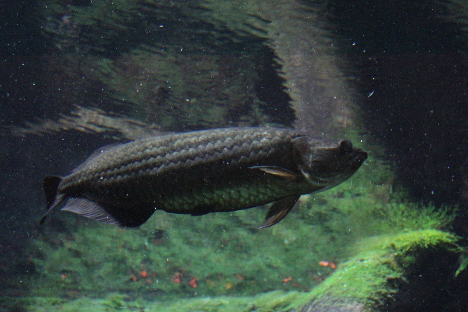 Australian bony-tongue