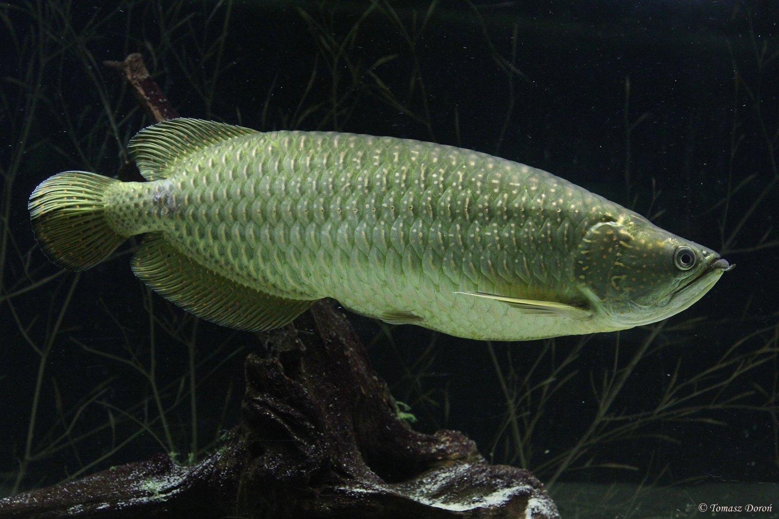 Australian bonytongue (Scleropages jardini)