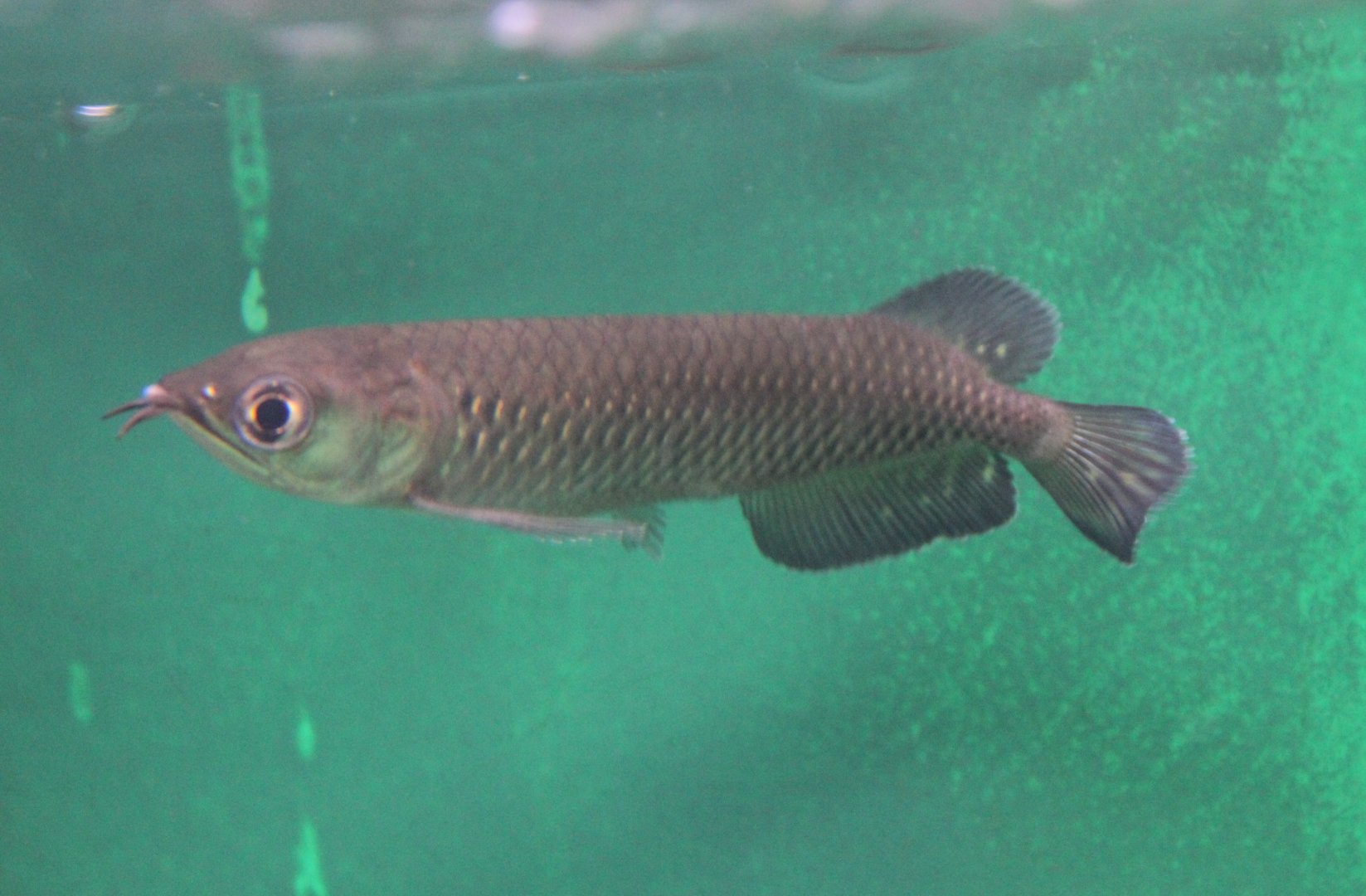 Australian bonytongue - Scleropages jardini