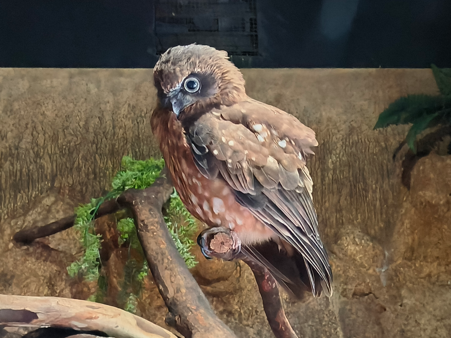 Australian Boobook (Ninox boobook)