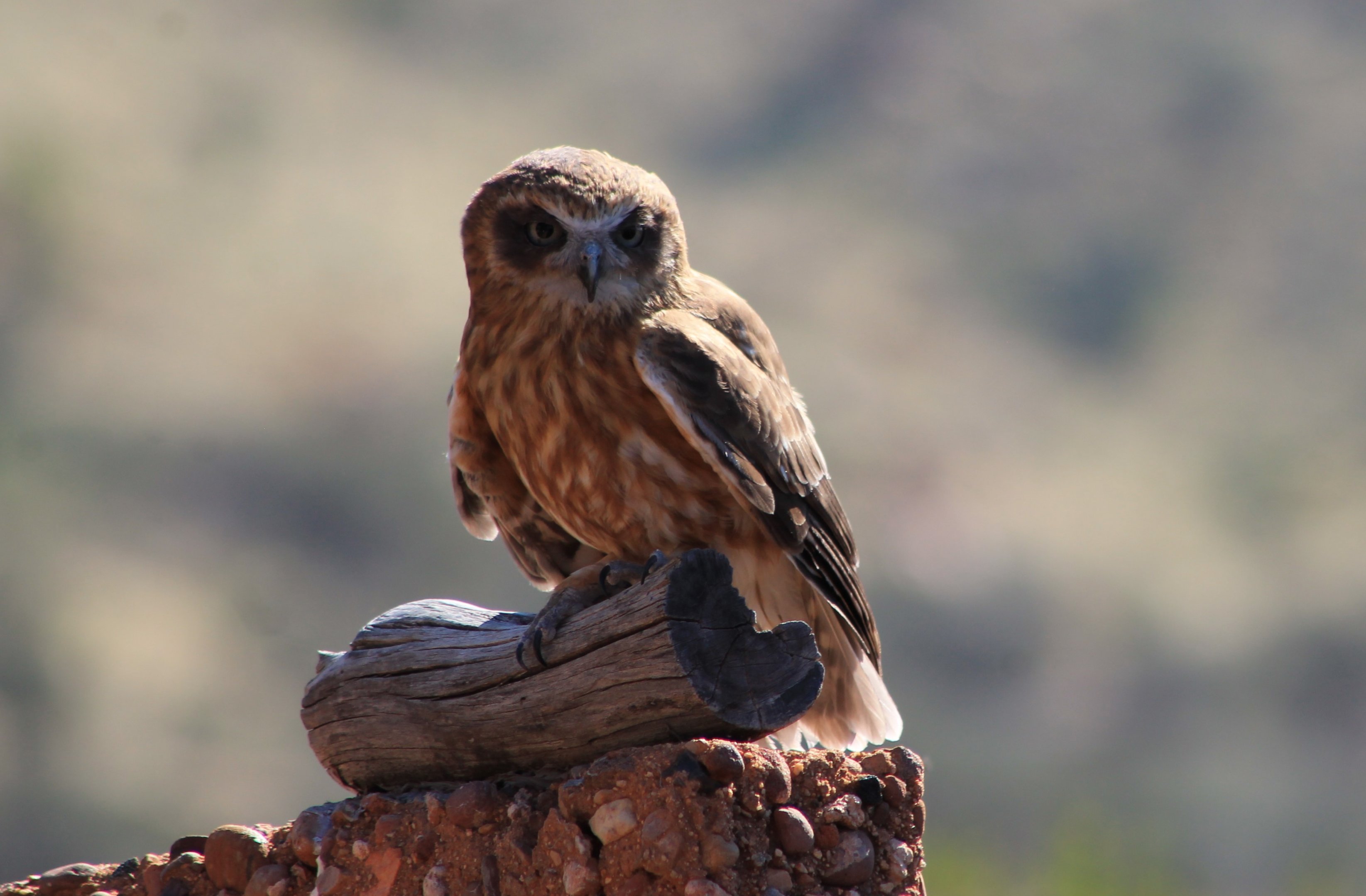 Australian Boobook (Ninox boobook)