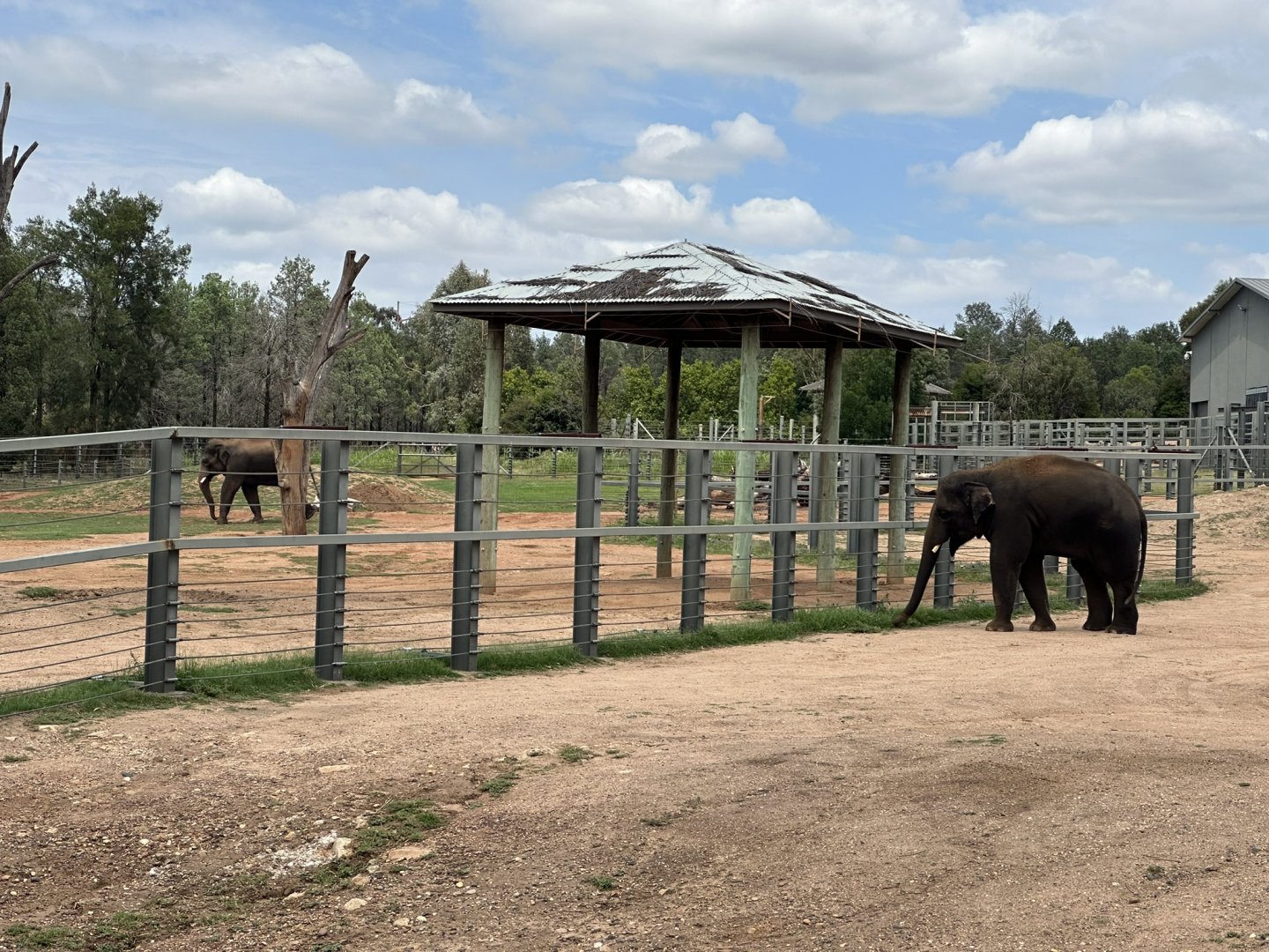 Australian-born bulls