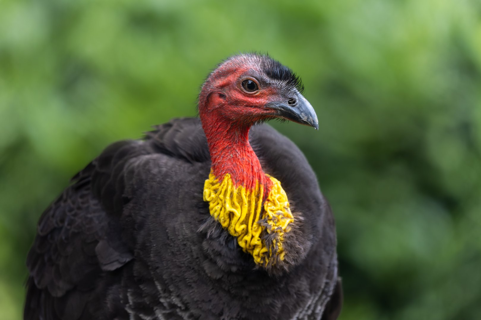 Australian Brush (scrub) Turkey / 14-7-22 / Hamerton