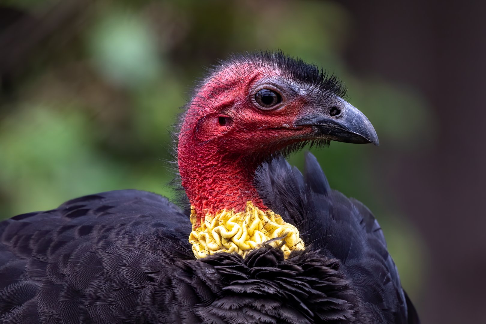 Australian Brush (scrub) Turkey / Hamerton / 18-3-20