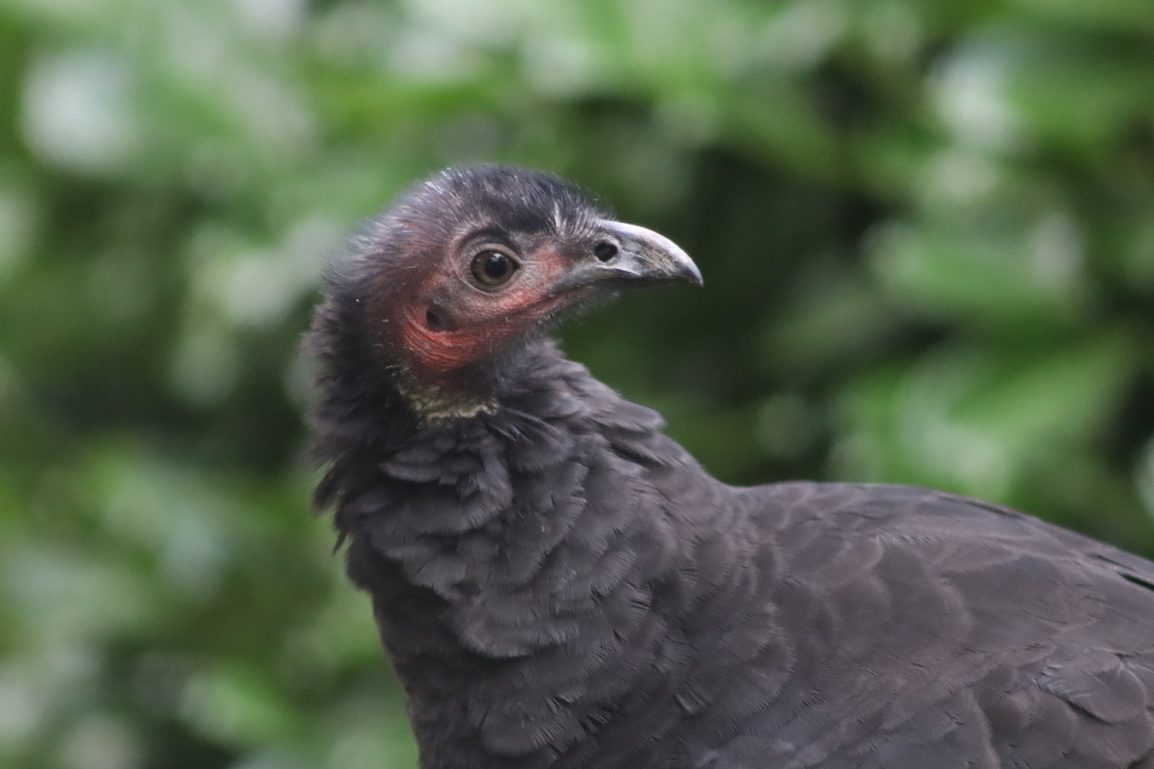 Australian brush-turkey - 8 November 2022