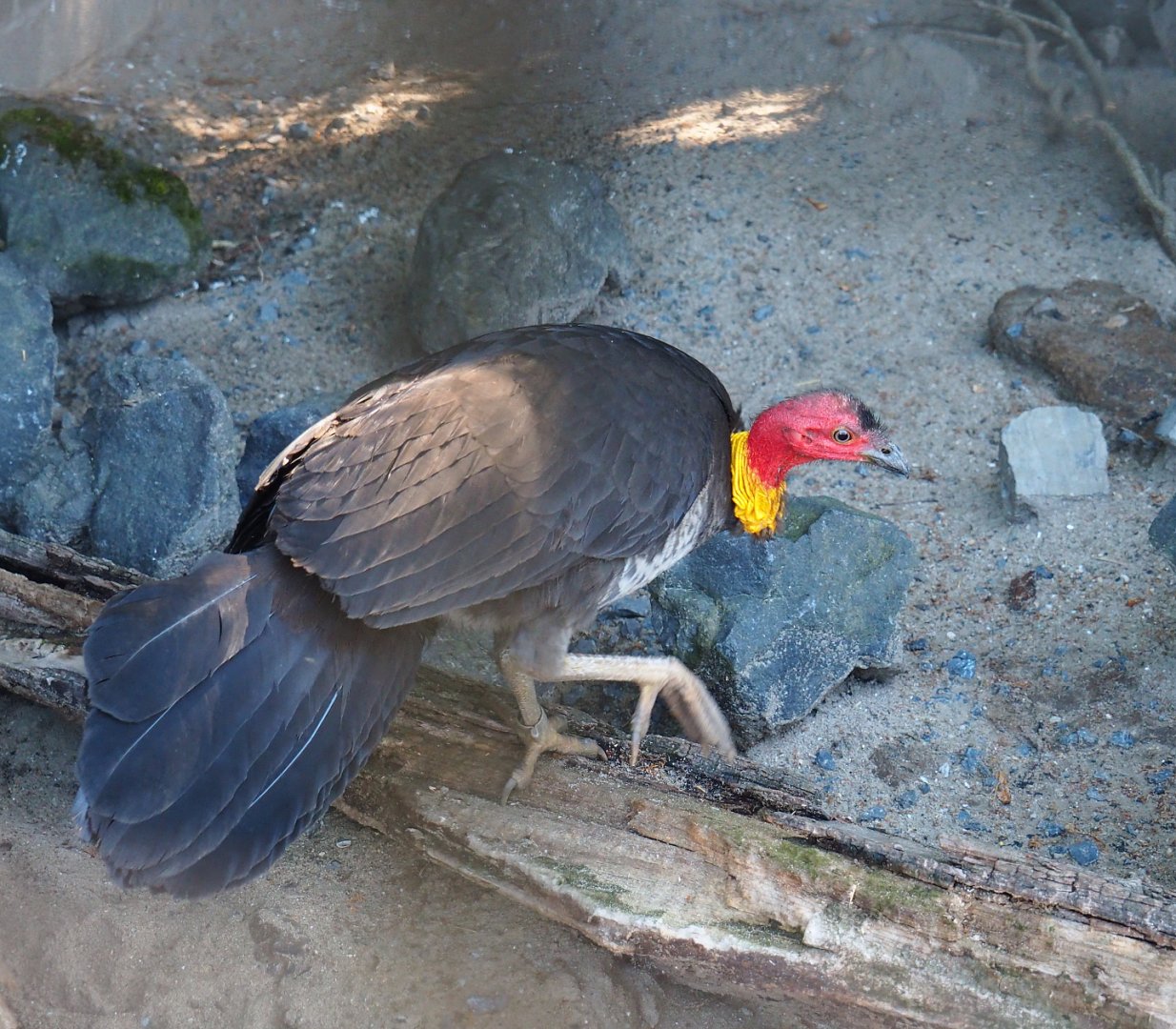 Australian brush turkey (Alectura lathami), 2022-06-28