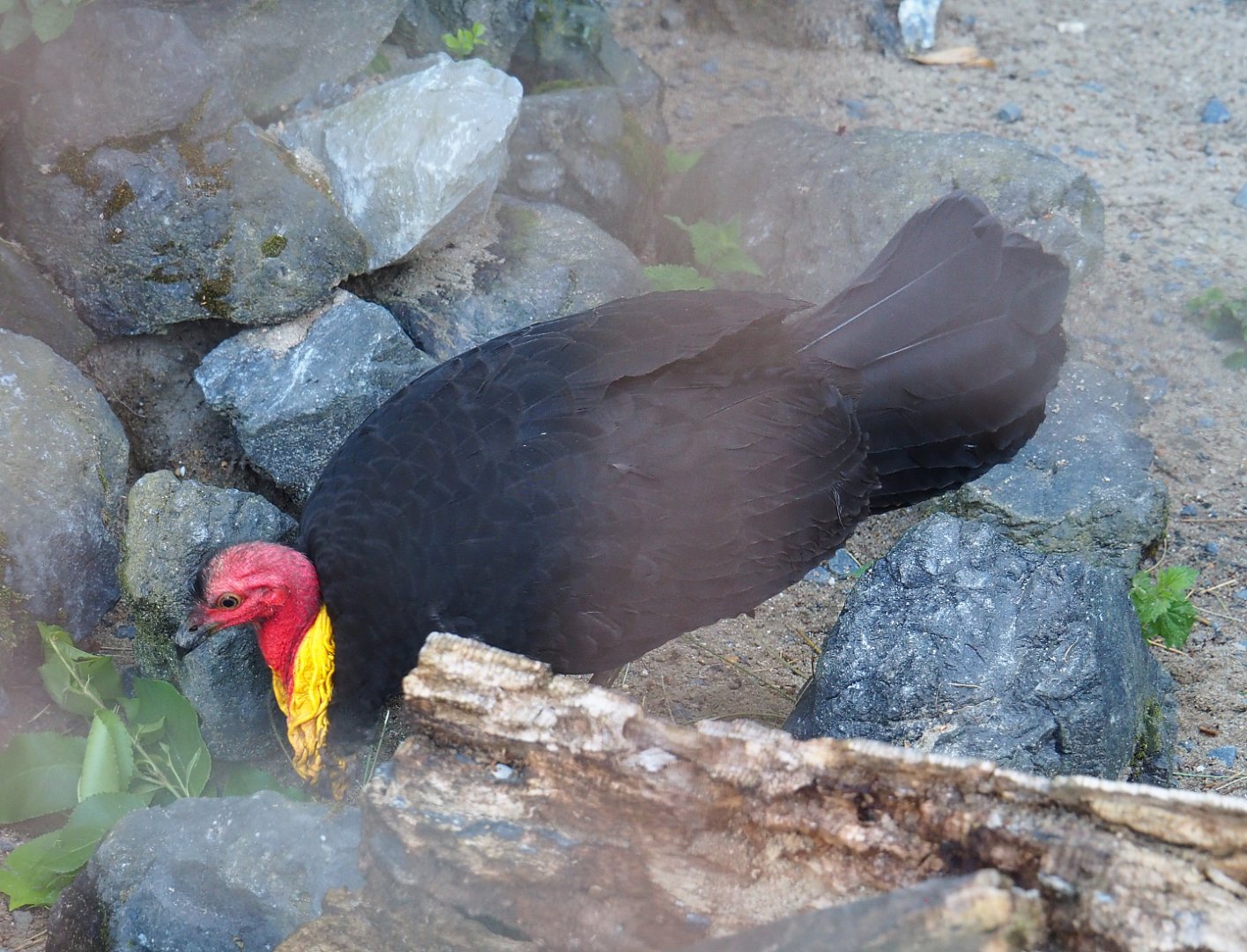 Australian brush turkey (Alectura lathami), 2022-06-28