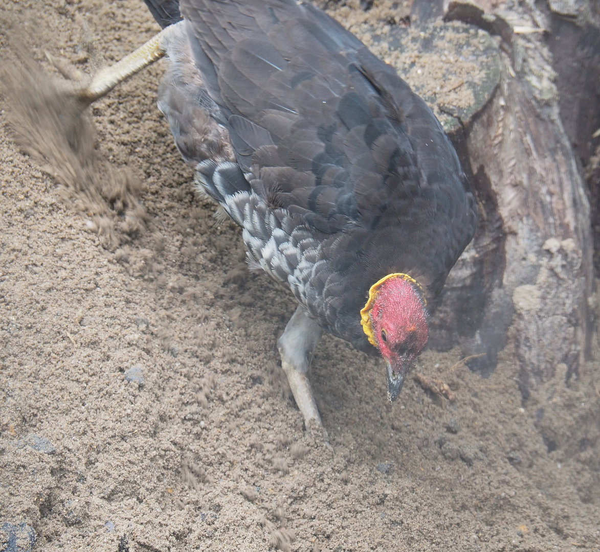 Australian brush-turkey (Alectura lathami), 2022-09-14