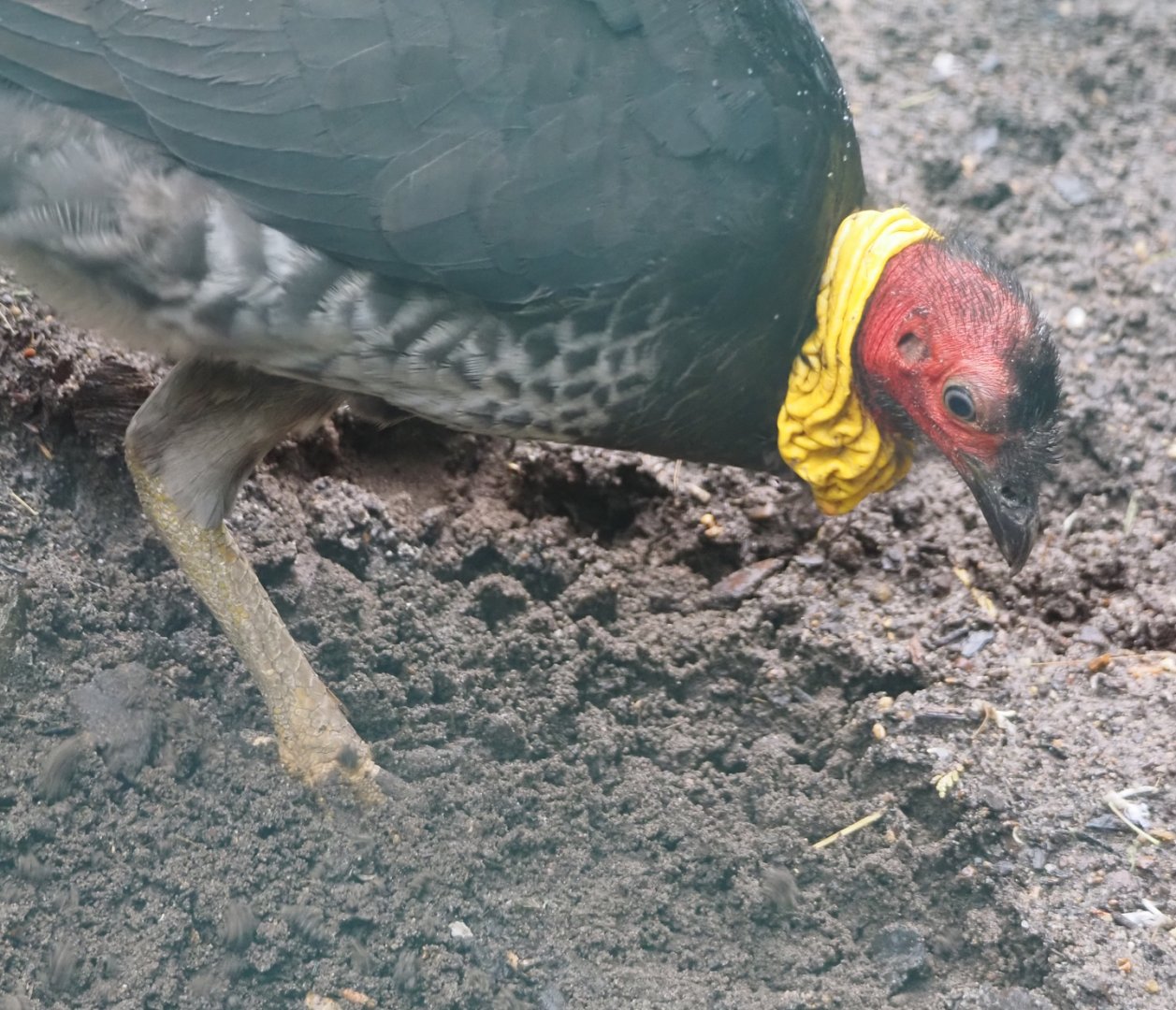 Australian brush turkey (Alectura lathami), 2024-05-22