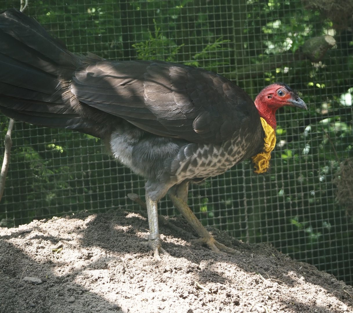 Australian brush turkey (Alectura lathami), 2024-05-23