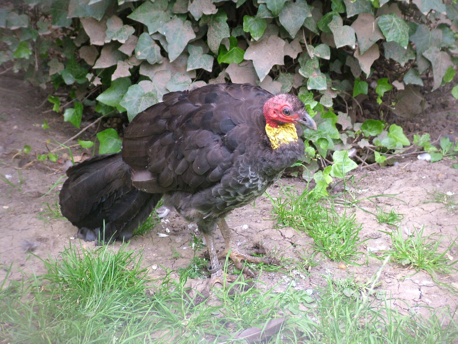 Australian Brush-Turkey (Alectura lathami) at Lotherton 2007