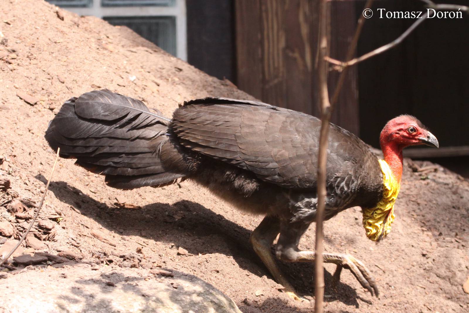 Australian Brush-turkey (Alectura lathami lathami) - adult male