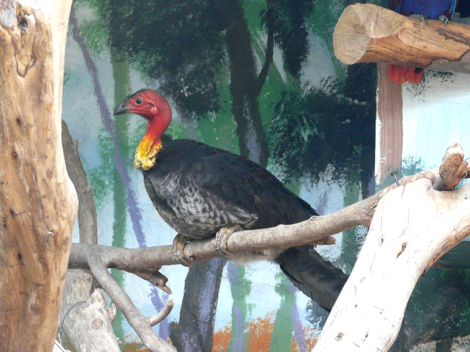 Australian brush turkey / Alectura lathami lathami
