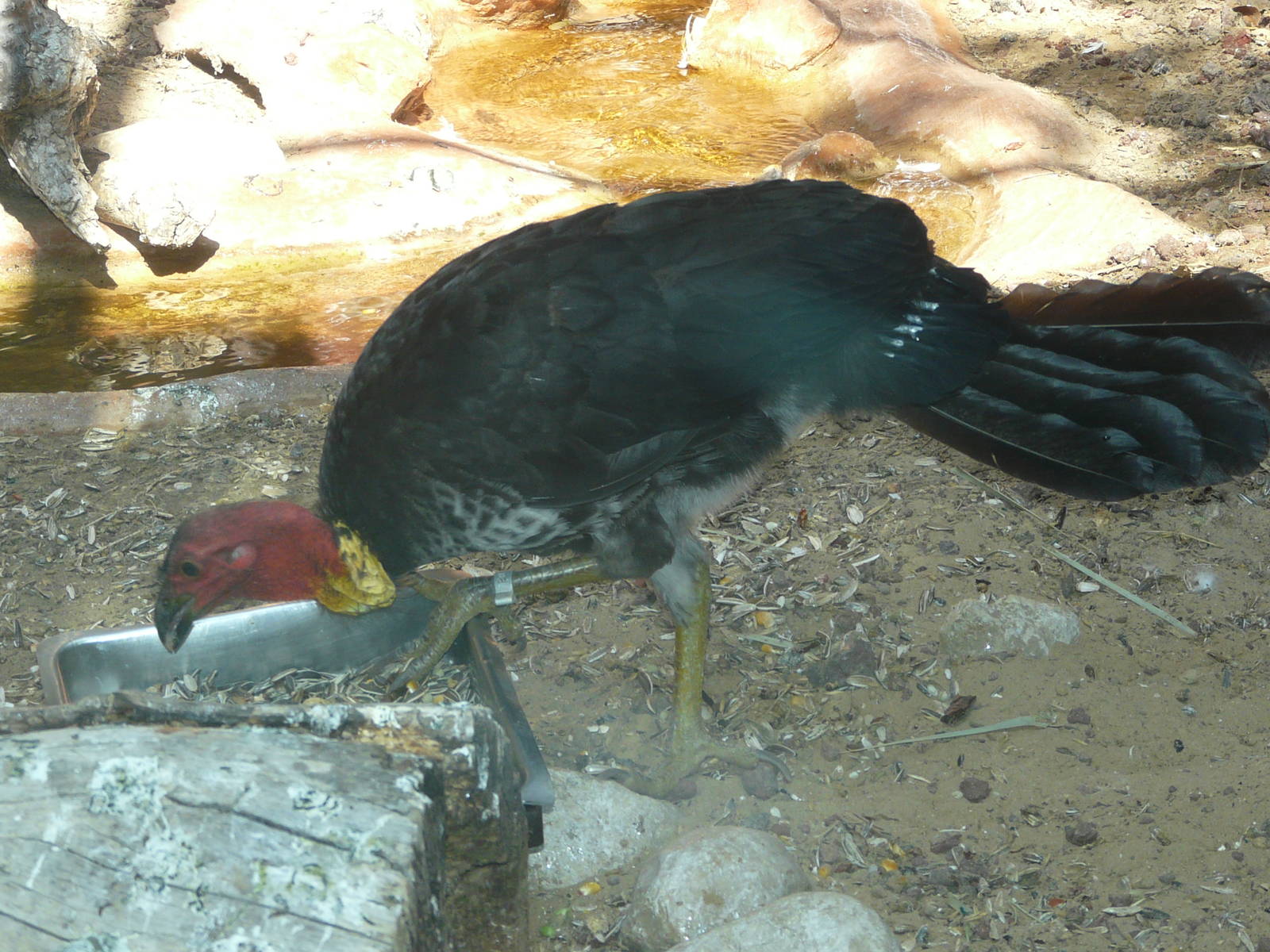 Australian brush turkey/ Alectura lathami lathami