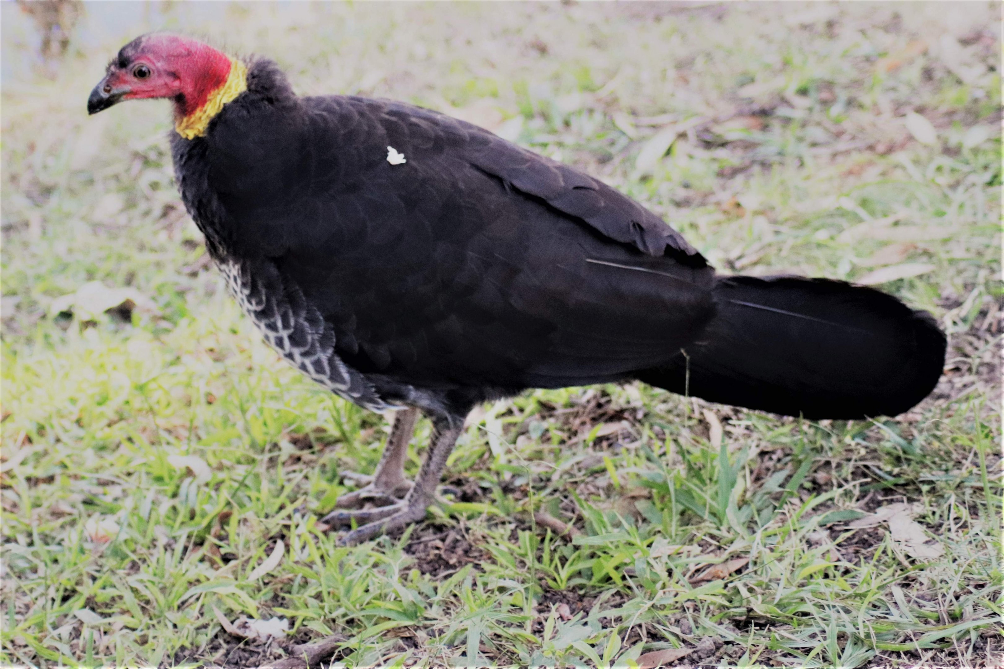 Australian brush-turkey (Alectura lathami lathami)