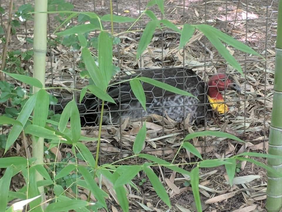 Australian brush turkey (Alectura lathami lathami)
