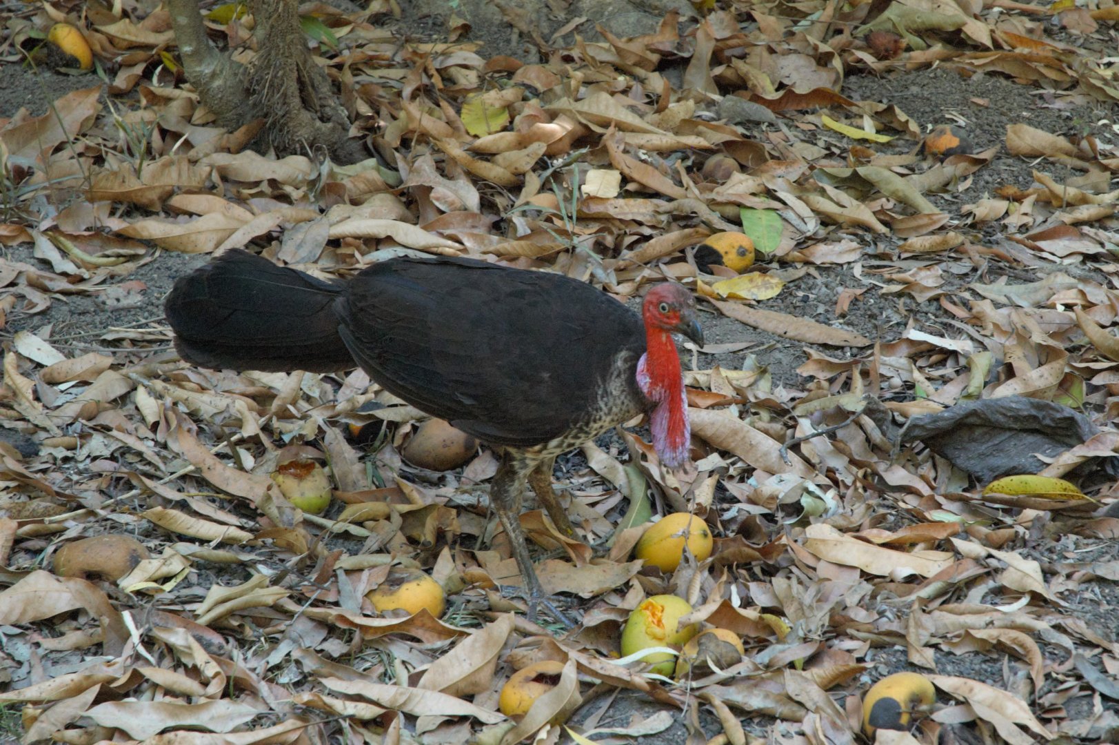 Australian Brush-turkey (Alectura lathami purpureicollis)
