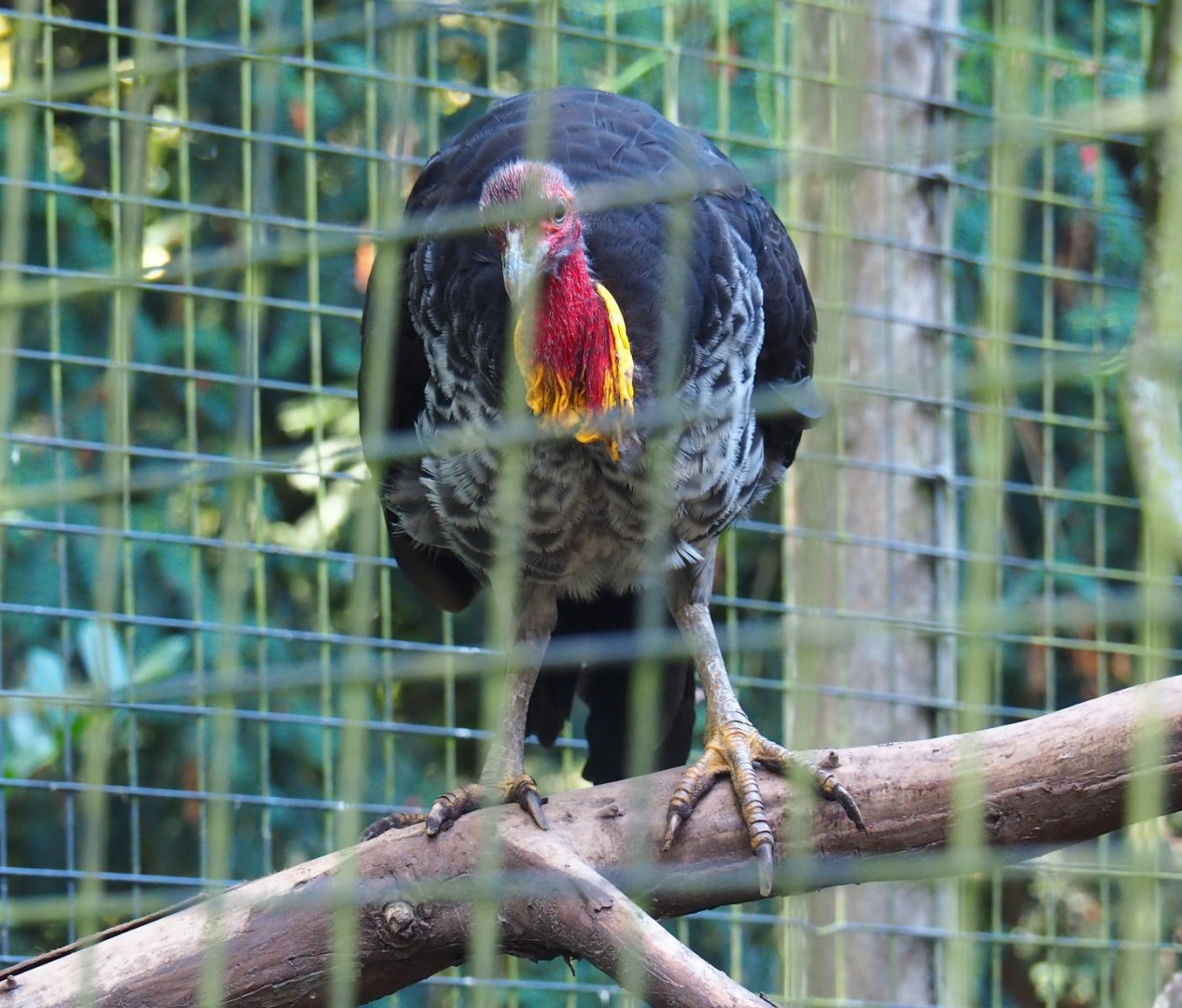 Australian brush turkey (Alectura lathami), Sep 2nd, 2018